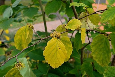 Hamamelis mollis - vilín měkký - listy,plody (tobolky) a květy
